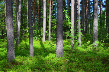 Wall Mural - trees in the woods