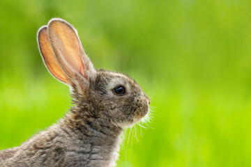 Wall Mural - Beautiful funny grey rabbit on a natural green background