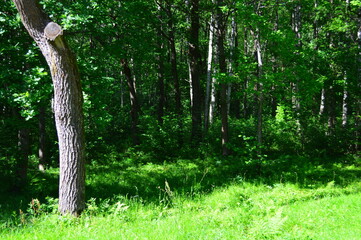 Wall Mural - trees in the woods