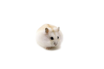 Wall Mural - russian hamster on white background