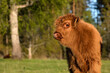 Scottish highland cattle calf staring at camera