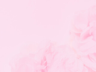 Wall Mural - Beautiful abstract color white and pink flowers on white background and white graphic flower frame and pink leaves texture, pink background, colorful graphics banner happy valentine day