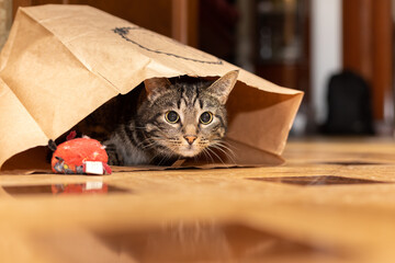 cat sits in a paper bag and looks at us