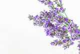 Fototapeta Lawenda - Purple lavender flowers on a white background