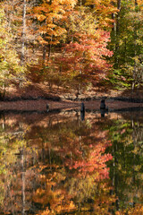 Wall Mural - Autumn reflection