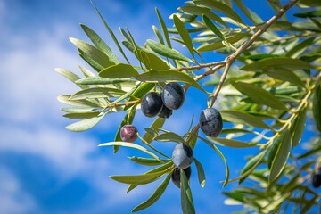 Branch with black olives. Autumn harvest