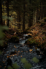 Stream of water flowing in a forest during autumn