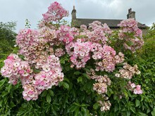 Pale Pink Flowers, Set In A Green Hedgerow, On A Cloudy Day Near, Leeds, Yorkshire, UK