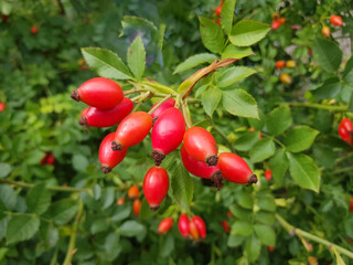 Briar Rose Rosehip (in german Hagebutte) Rosa canina	