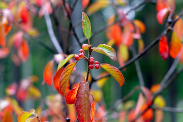 black buckthorn berries on a branch with red leaves in autumn.