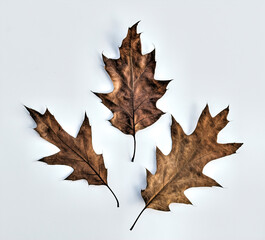 Canvas Print - Fallen oak leaves. Autumn background and texture