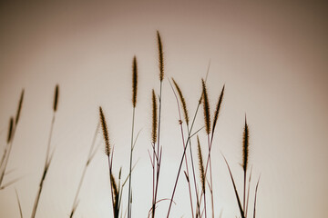 Naklejka na meble thatch is gorgeous at dusk at golden hour. artsy