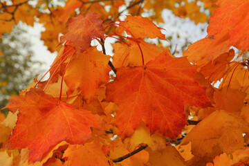 Autumn background. There are red beautiful leaves on the tree. Full-frame shot of red maple leaves in autumn