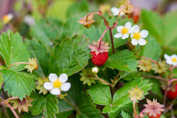 close up of fragaria vesca or wild strawberry