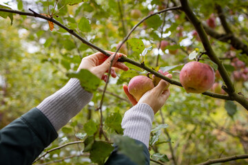 Youg woman harvesting apples from her garden. Seasonal work in garden.