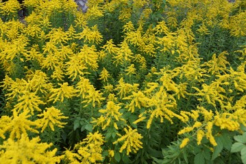 Wall Mural - Canada goldenrod flowers / Asteraceae perennial grass.