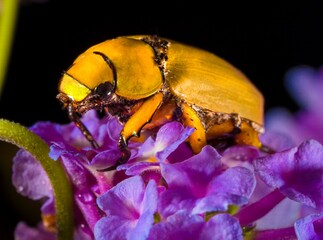 This detailed macro image shows a stunning cotalpa lanigera (Goldsmith beetle) on a lush purple flower bloom.