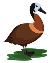 White Faced Whistling Duck, Illustration, Vector On White Background