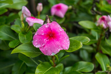 Wall Mural - pink flowers after the rain