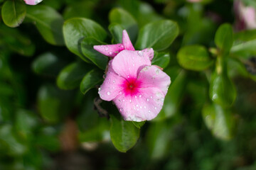 Wall Mural - close up of pink flowers