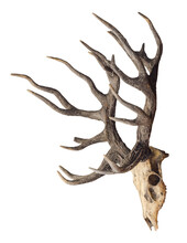 Schomburgk's Deer Head Skull Isolated On White Background, Extinct Animals