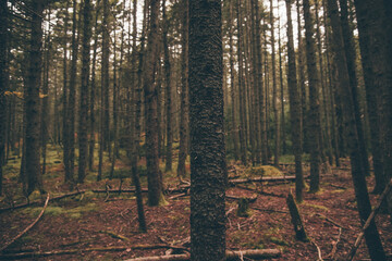 forest in the morning