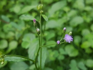 Flores del jardín 