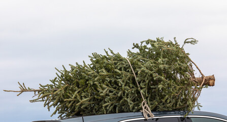 Bringing home the Christmas tree tied to the roof of the car
