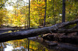 Autumn forest with chopped trees and romantic river bed during October at the Huntington Reservation in Ohio. 