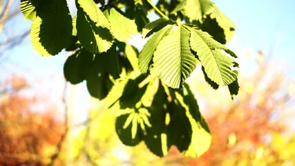 Wall Mural - Green chestnut leaves on a blurry background. Nature and trees.