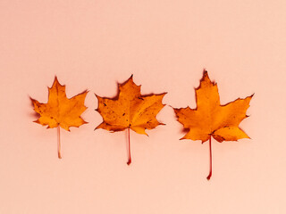 Wall Mural - Bright autumn maple leaves on beige paper background. Seasonal fall composition, thanksgiving day concept. Creative flatlay, top view, copy space