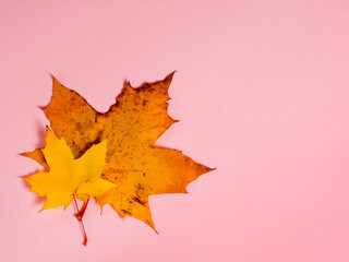 Wall Mural - Bright autumn maple leaves on pink paper background. Seasonal fall composition, thanksgiving day concept. Creative flatlay, top view, copy space