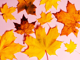 Wall Mural - Bright autumn maple leaves on pink paper background. Seasonal fall composition, thanksgiving day concept. Creative flatlay, top view, copy space