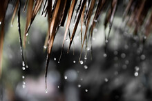 Drops Of Water From The Straw Roof, Background Rain, Rain On Thatched Roofs In The Countryside.soft Focus.
