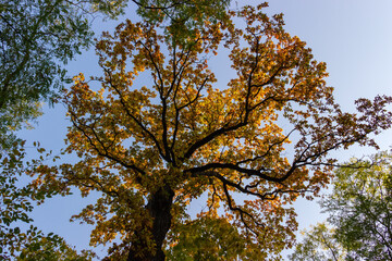 Bottom-up view of trunk and branches of ordinary oak