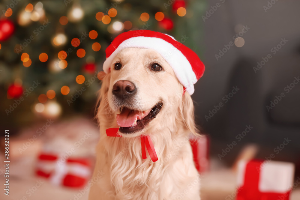 Cute funny dog in Santa hat at home on Christmas eve - obrazy, fototapety, plakaty 