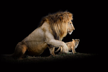 Poster - Lion isolated on black background