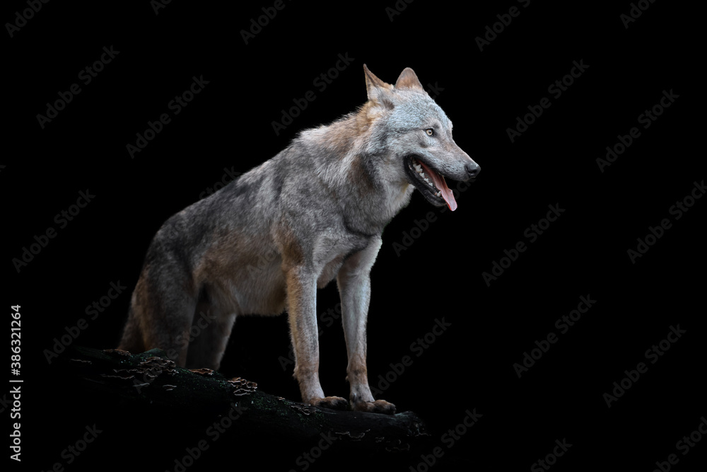 Wolf isolated on black background - obrazy, fototapety, plakaty 