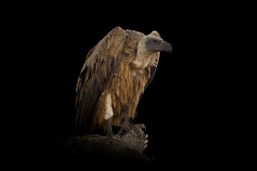 Wall Mural - griffon vulture isolated on black background