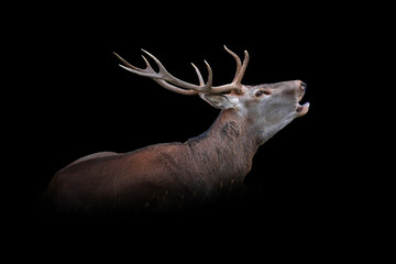 Sticker - Deer isolated on black background