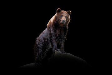 Wall Mural - bear isolated on black background