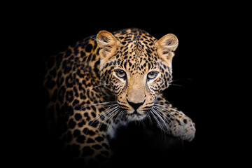 Wall Mural - leopard isolated on black background