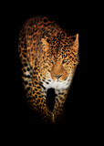 Fototapeta Zwierzęta - Leopard isolated on black background