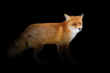 Poster - Red fox isolated on black background