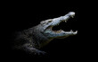 Crocodile isolated on black background