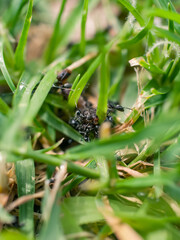 Wall Mural - ants on the grass