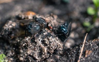 Wall Mural - closeup of a fly