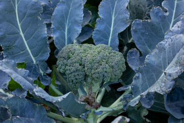 Green broccoli close-up bright green. Health, broccoli, food, green, fresh, vegetarian,