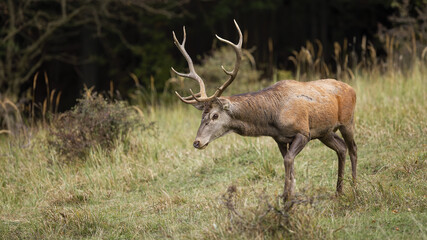 Wall Mural - majestic red deer, cervus elaphus, walking on glade in autumn nature. wild mammal marching in forest