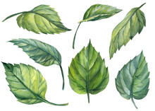 Set Green Leaves Isolated On White Background, Watercolor Botanical Illustration, Hand Drawing